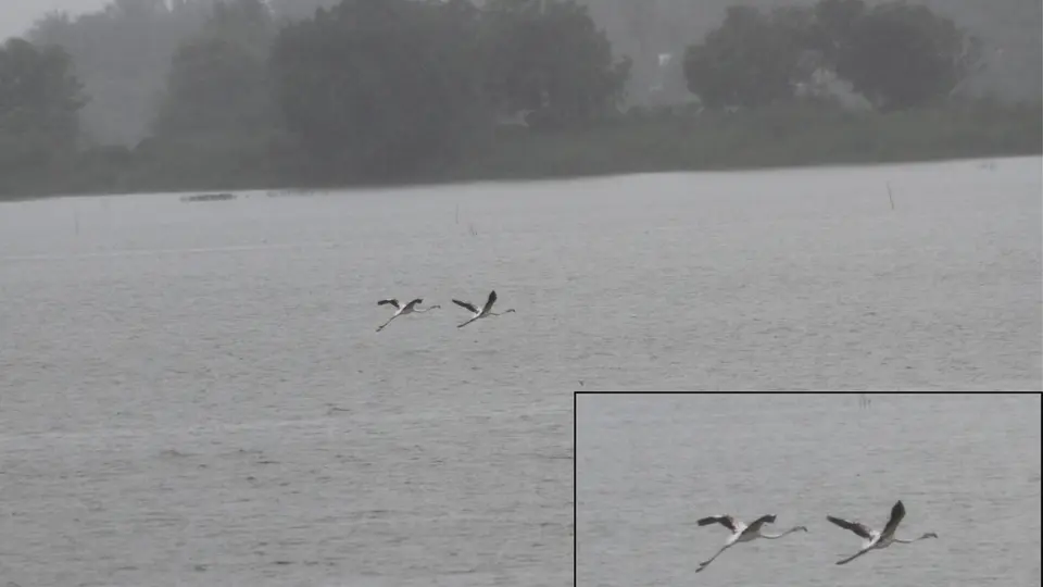 Unusual sighting of greater flamingos at Veeranam lake