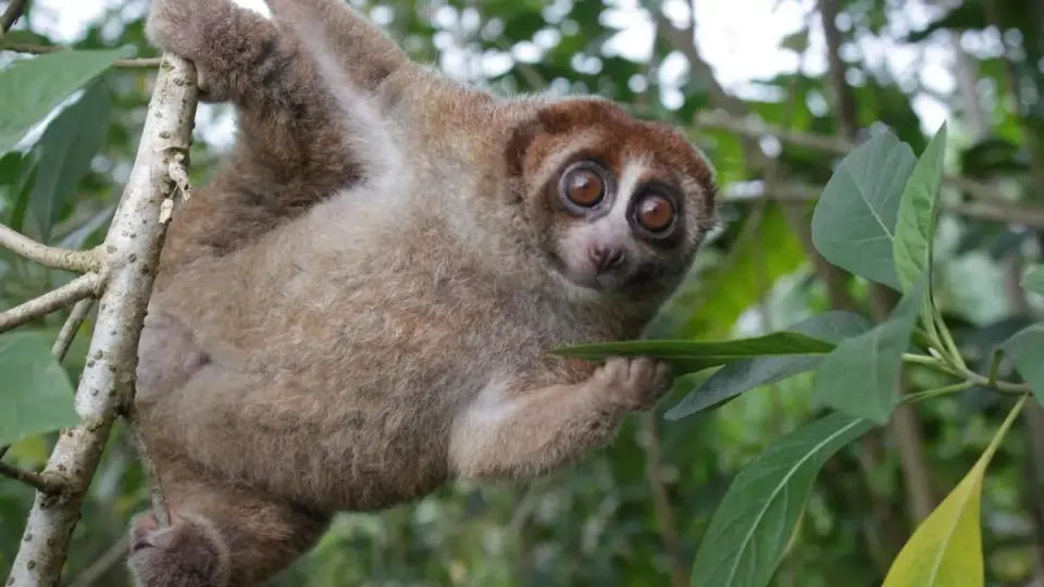 Bangka slow loris rediscovered in Indonesia after nearly a century