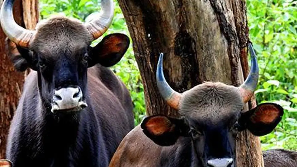 Wild gaur charges at tourists on Valparai forest road