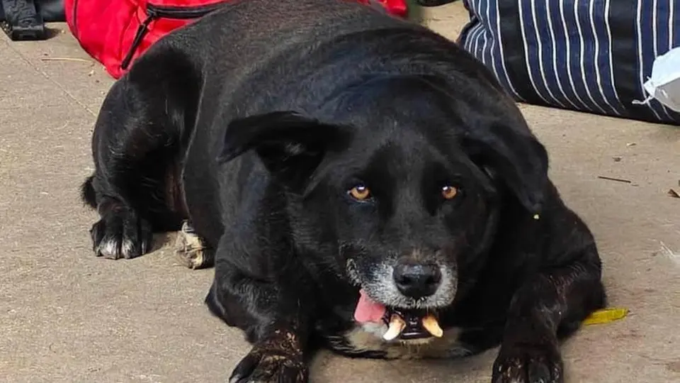 Meet Goofy , the winner of the Fat Dogs of Bengaluru contest