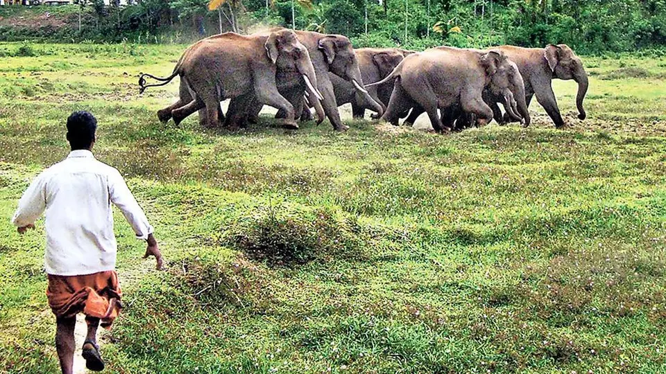 Keralam govt. doubles compensation for crop damage in wild animal attacks