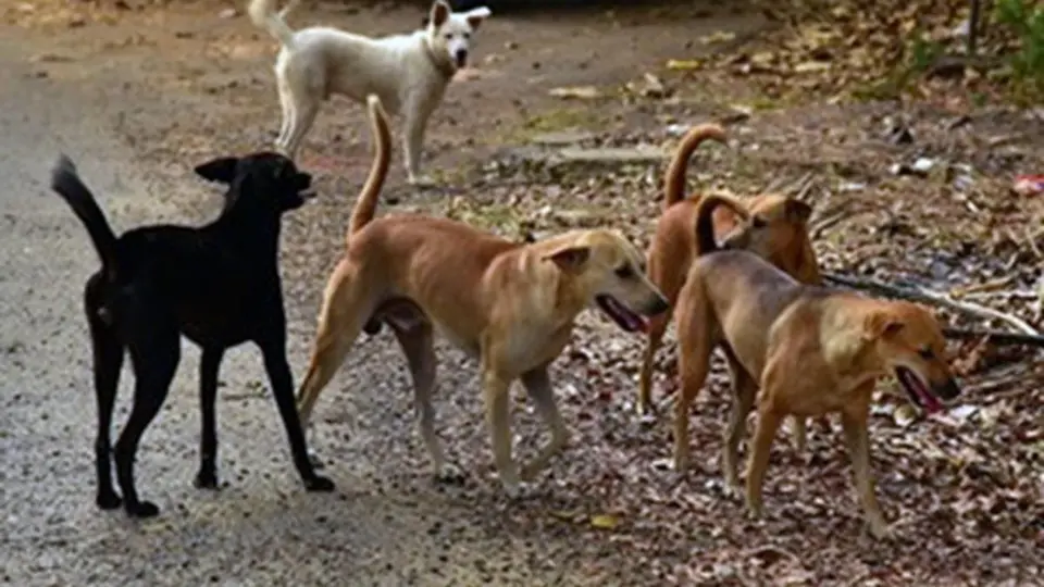 Dog deaths inside IIT Hyderabad spark row over animal welfare; students allege punitive action taken over giving food