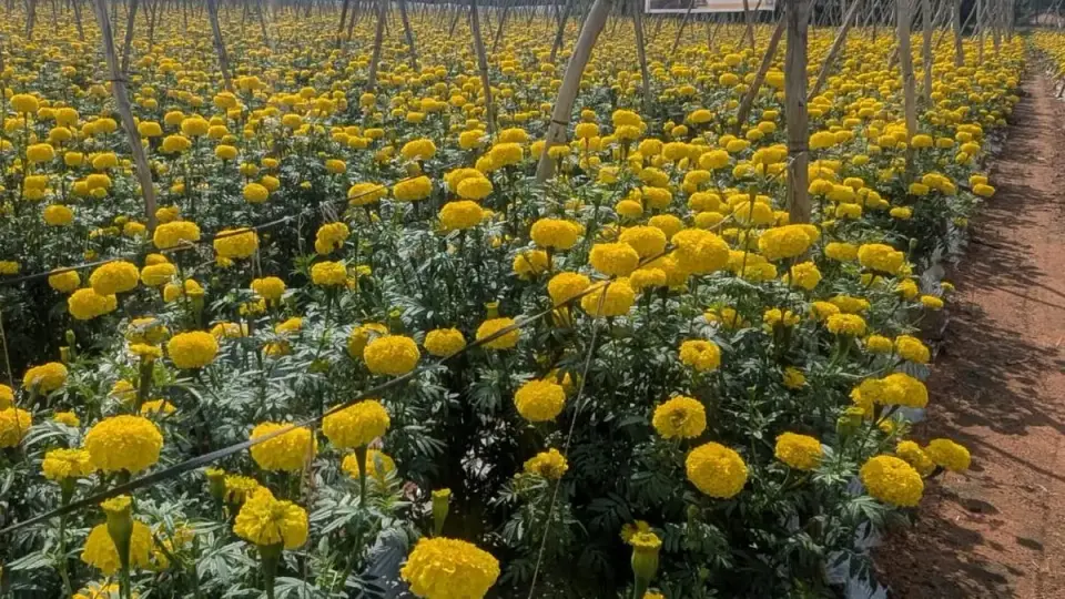 Crystal Crop marigold R & D efforts has global firms coming to India to export the flower