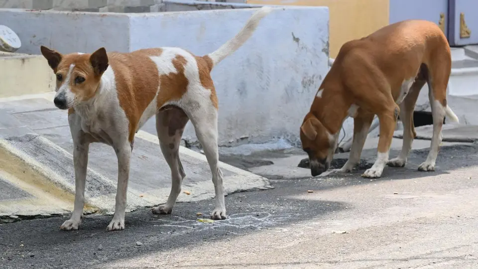 Four-year-old boy dies in stray dog attack; 13 others injured in Kalaburagi