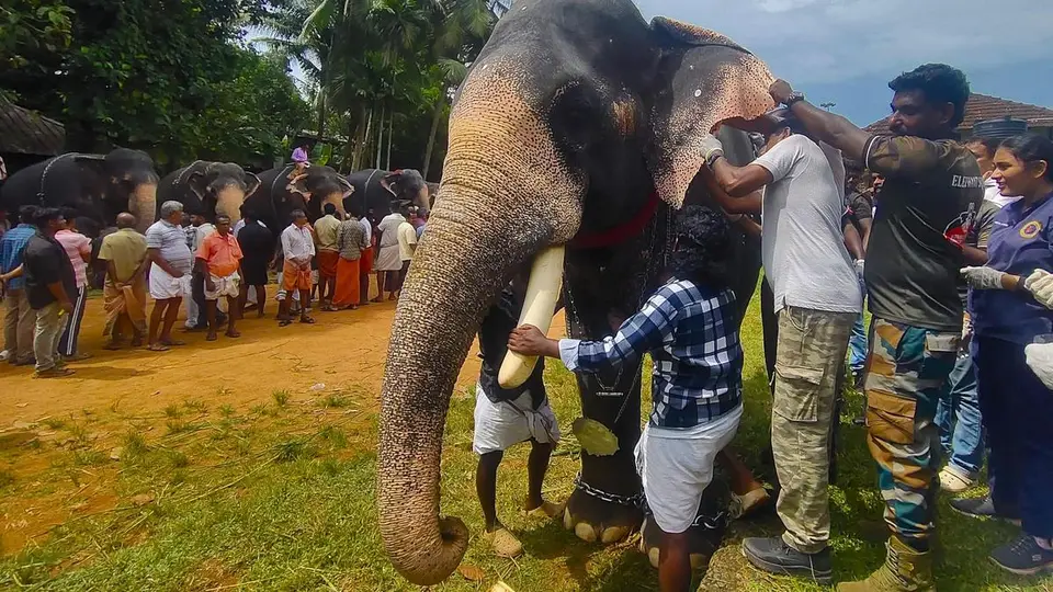Thrissur MLA seeks urgent action to ease shortage of captive elephants in Keralam