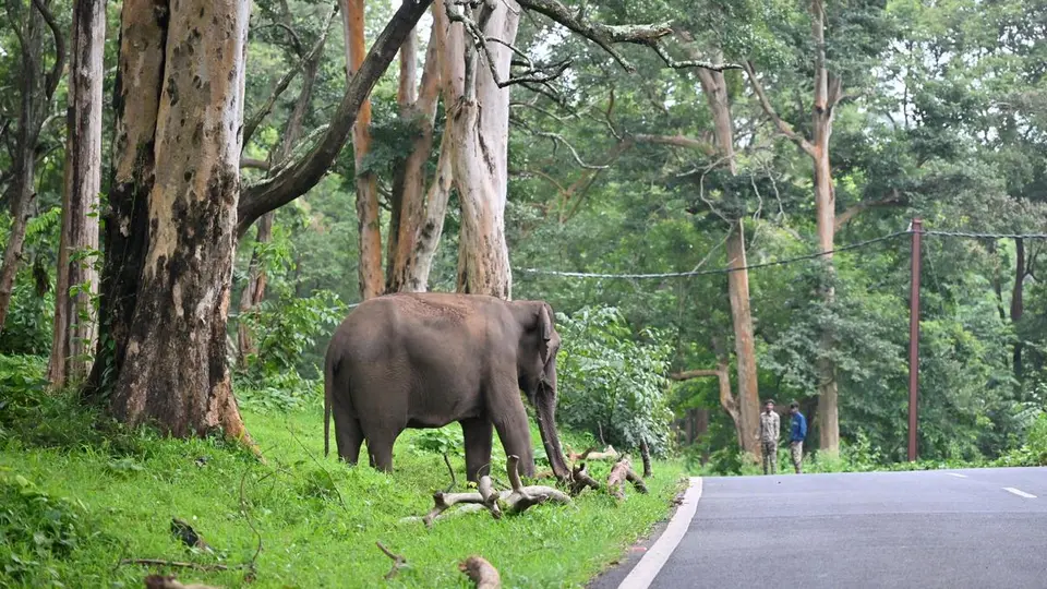 Tamil Nadu to spend ₹180 crore over five years on human-wildlife conflict mitigation
