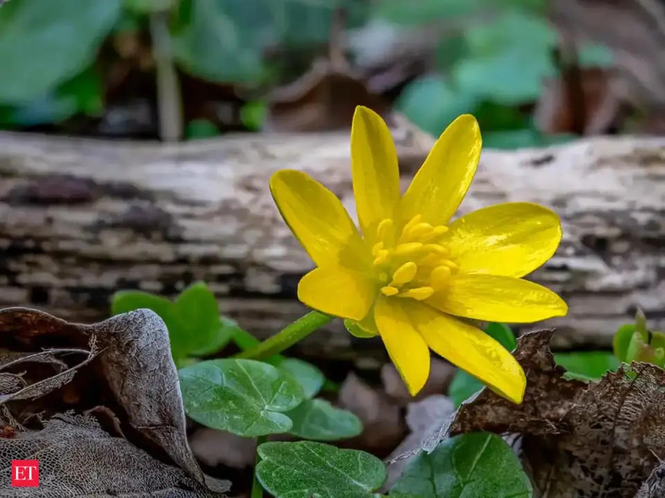 In the late 1800s , Americans planted lesser celandine for its bright yellow flowers ; it escaped gardens , reached 31 states and covered 400 acres in one Ohio park