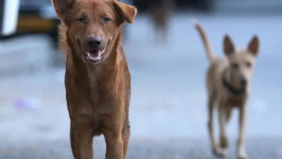 Ernakulam district panchayat in Keralam to speed up sterilisation of dogs