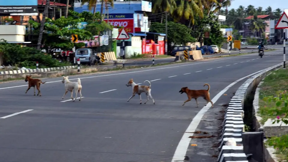 Thiruvananthapuram Corporation’s dog shelters face opposition from nearby panchayats
