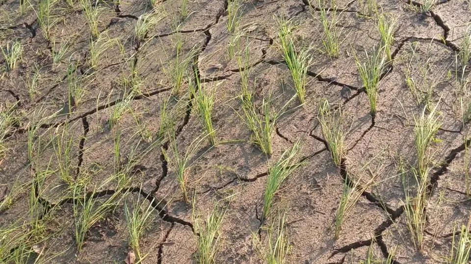 How community-based weather data is bolstering this Wayanad panchayat’s demand for drought-hit status
