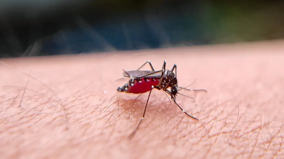 Four - year - old boy dies of dengue in Kovai - News Today