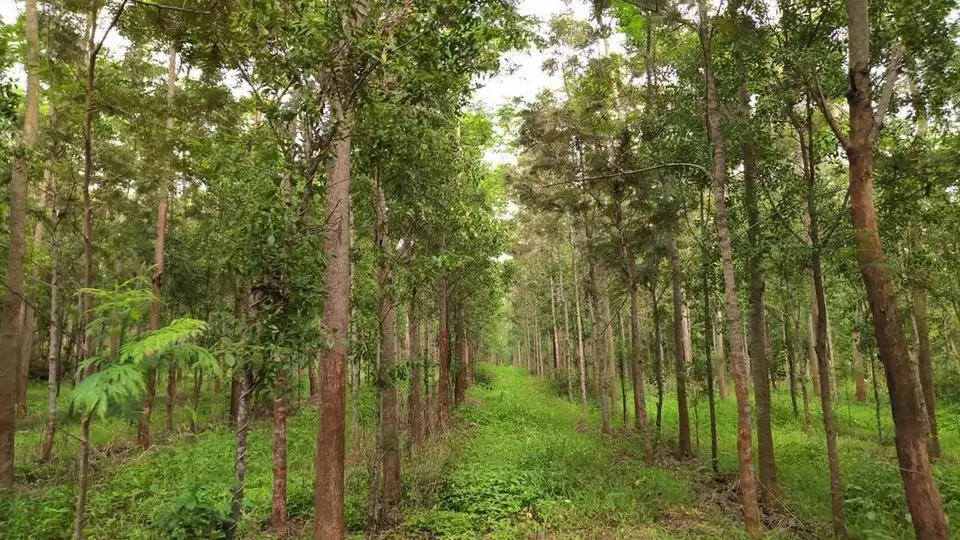 Probe sought into suspected theft of 30 sandalwood trees from Nenmara forest in Keralam