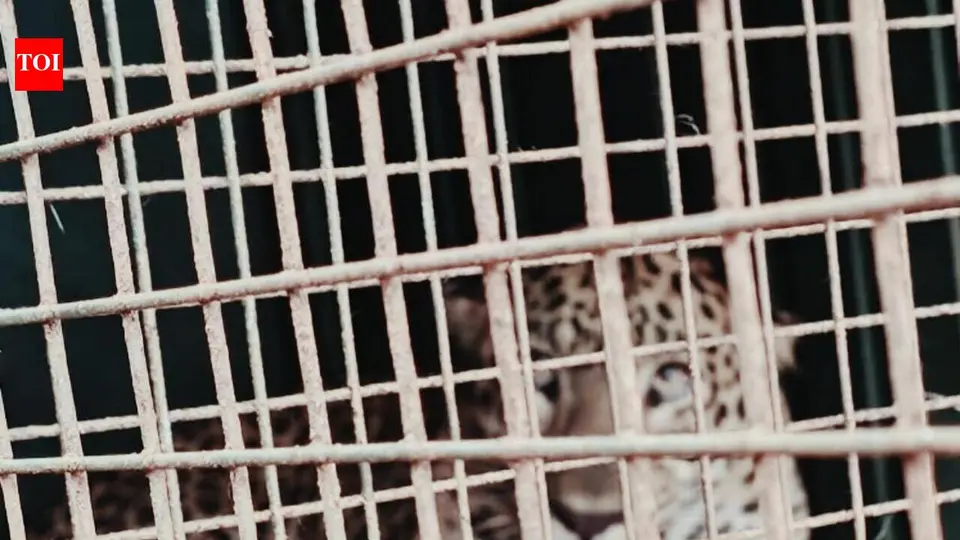 Two leopards trapped in cages set up by forest department in Erode