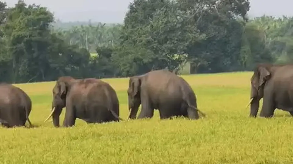 Wild elephants spotted roaming in parts of Sagar taluk in Shivamogga