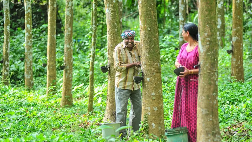 Rubber Board turns to digital platform to revive untapped plantations