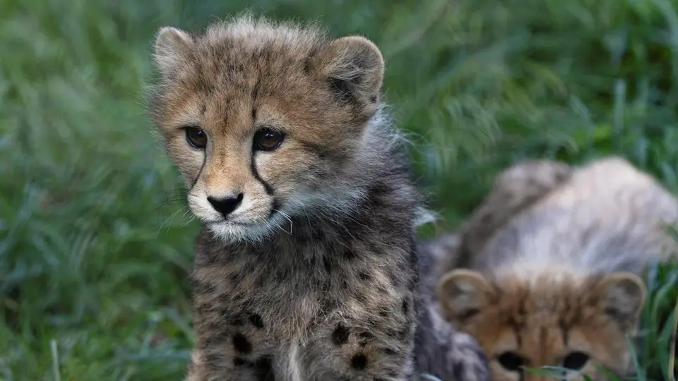 Cheetah cub dies during treatment in first suspected case of shooting in Madhya Pradesh