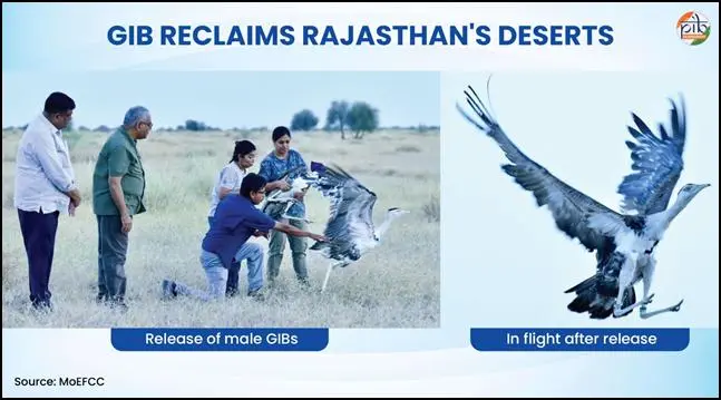 Rewilding the Great Indian Bustard – A Jumpstart | Odisha Diary , Latest Odisha News , Breaking News Odisha