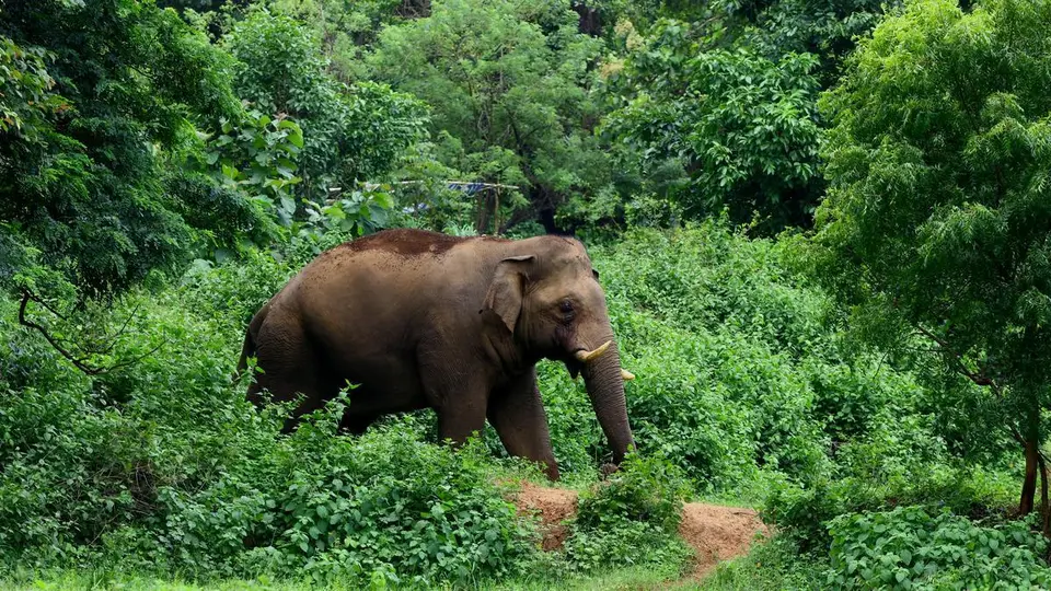 Human-wildlife conflict: Preventive measures on the cards around hotspots in Keralam’s Perambra estate