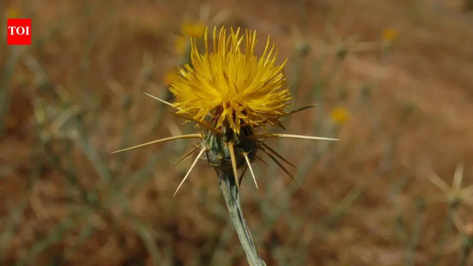 A weed arrived in California through contaminated alfalfa seed after 1849 ; yellow starthistle now affects more than 15 million acres