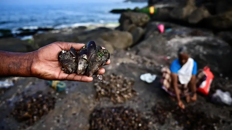 How brown mussels sustain livelihoods along Thiruvananthapuram’s coast