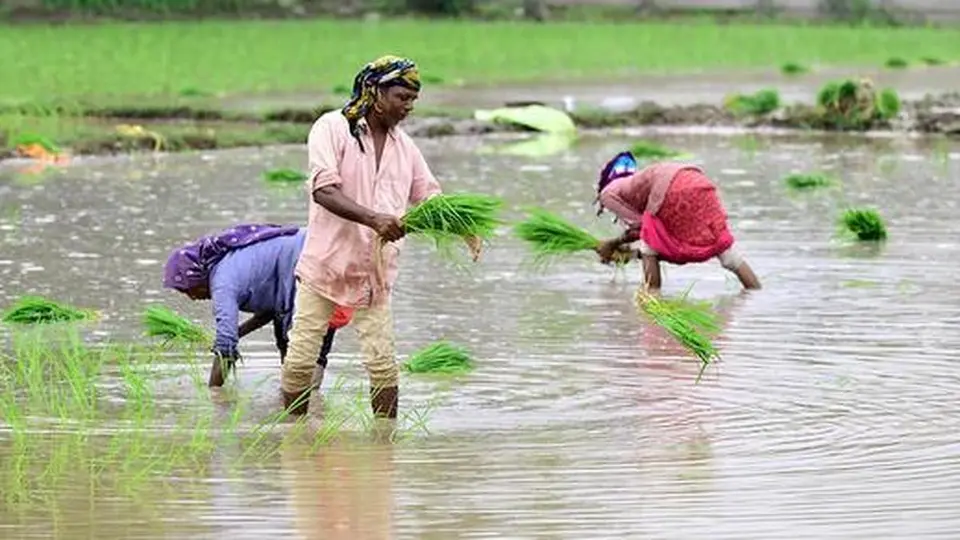 Farming , the natural way - The HinduBusinessLine