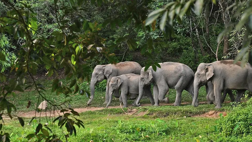 Keralam government hikes compensations for human-wildlife conflict victims by 25%