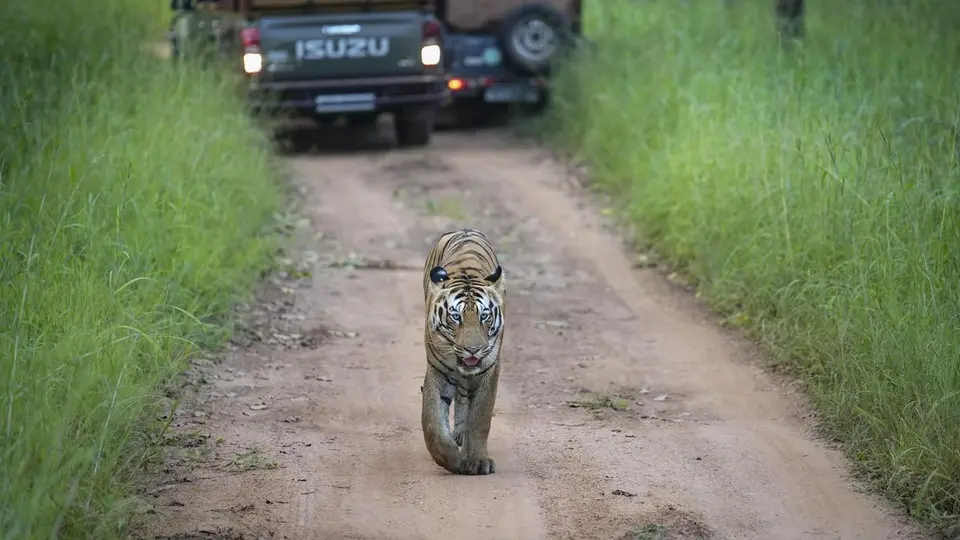Tadoba tiger reserve introduces sensor-based system to manage wildlife waterholes