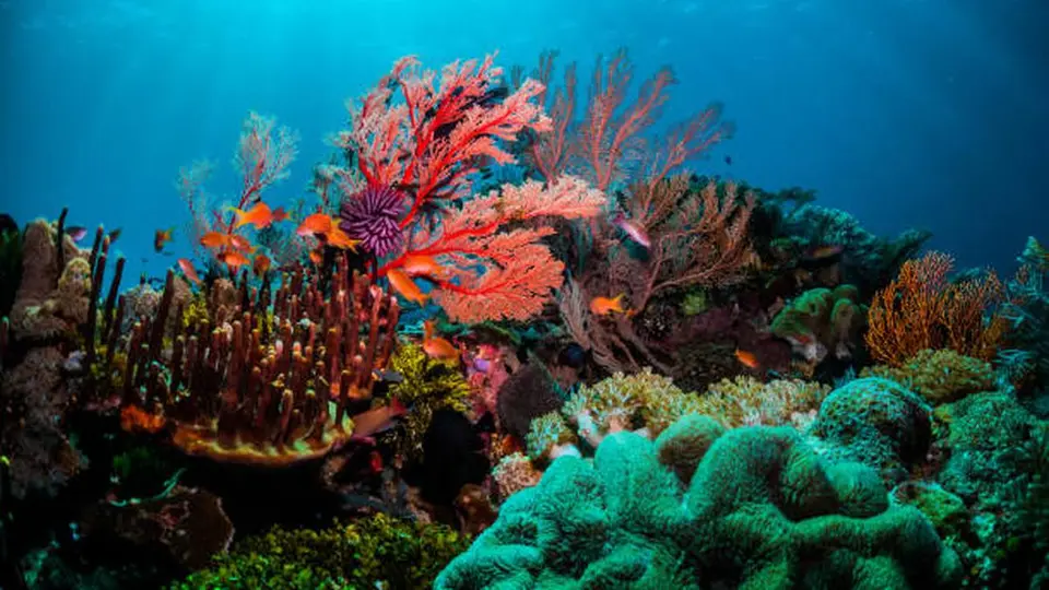 Bleached corals brought back to luminous life , in two lab experiments