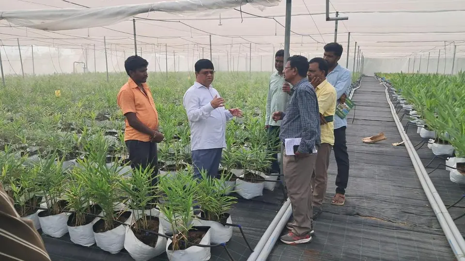 More veggies from Telangana on plate: El Nino changes crop choices, farmers receive returns from harvest