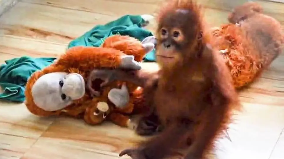 Three rescued orangutans in Odisha suffering from anaemia: Officials