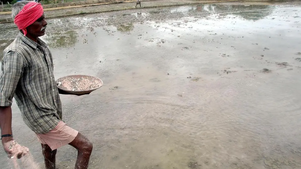 Self-declaration not required for paddy seed purchase: Telangana Agriculture Dept