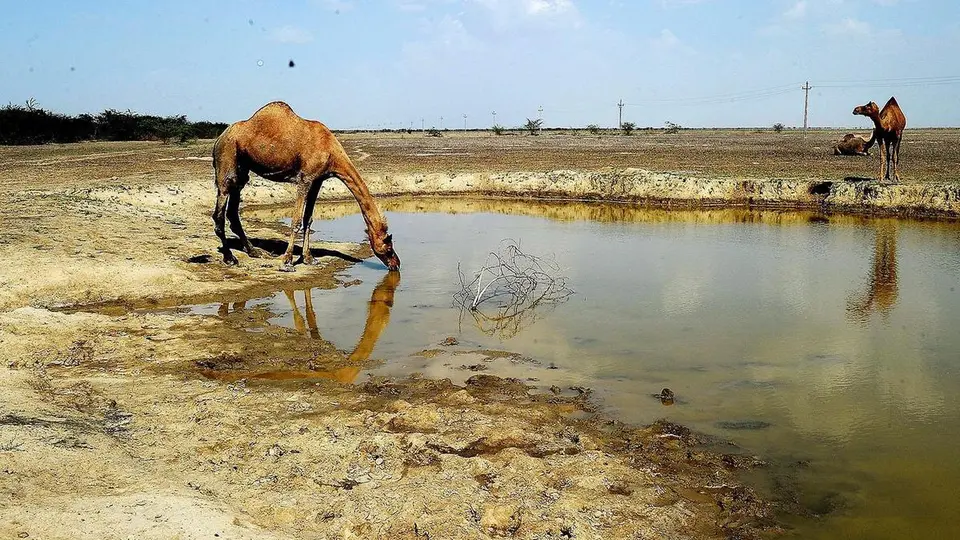 Gujarat govt. declares Devbhoomi Dwarka, Kutch, Jamnagar and Porbandar as drought-affected