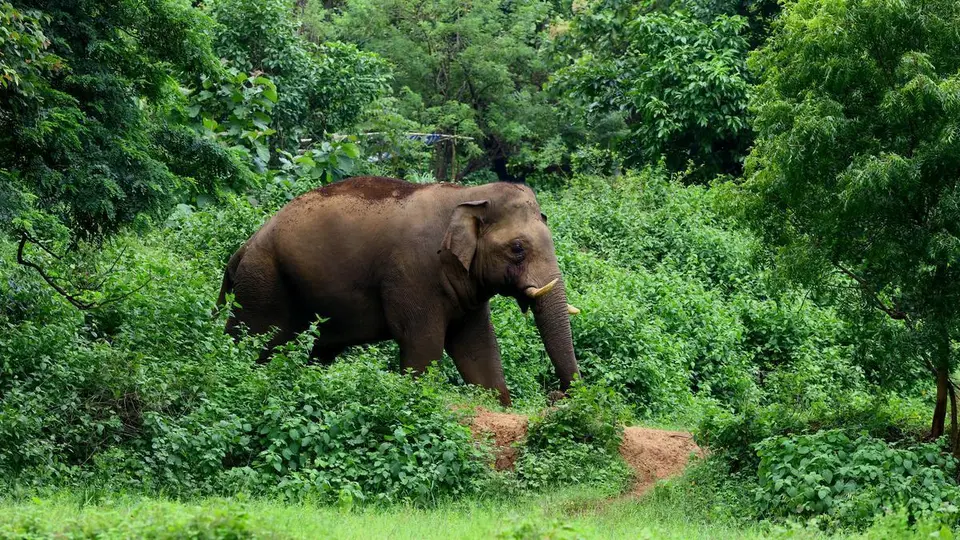 Human deaths in wild elephant attacks in Keralam decline marginally; 4 kumki squads to be set up