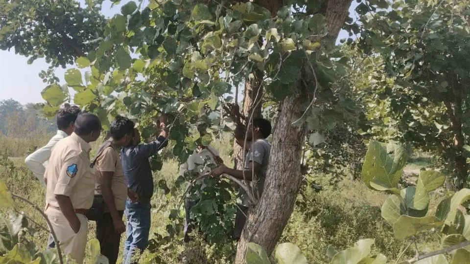 In Adilabad, tribals find new sources of income from forests