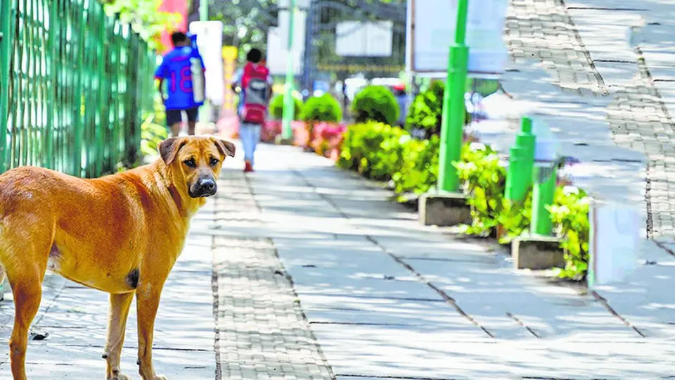 Three detained for hanging dog from tree, beating it to death