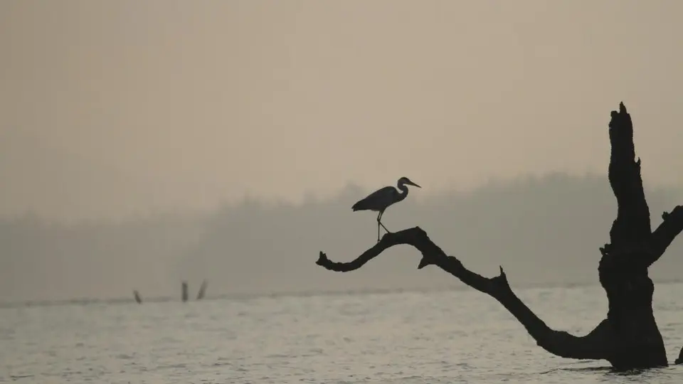 Kaiga Bird Marathon on February 6, 7