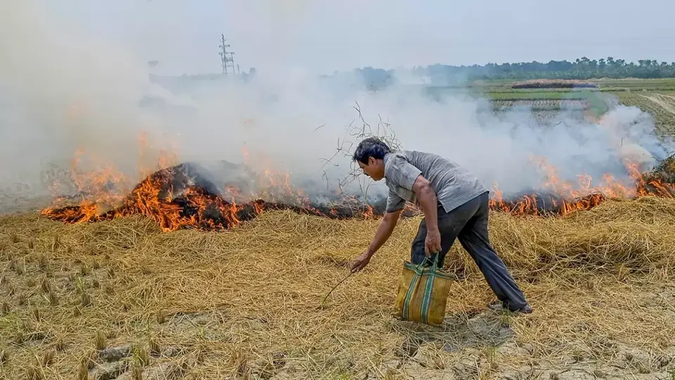 Punjab Farm Fires Rise 2 . 3 % From Last Year , Remain Nearly 66 % Below 2024