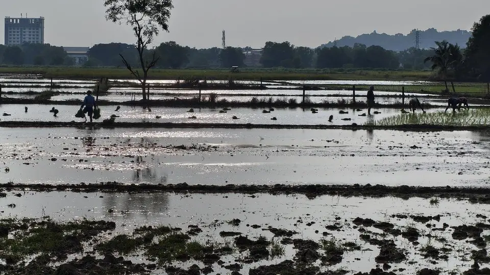On paddy field conservation in Keralam