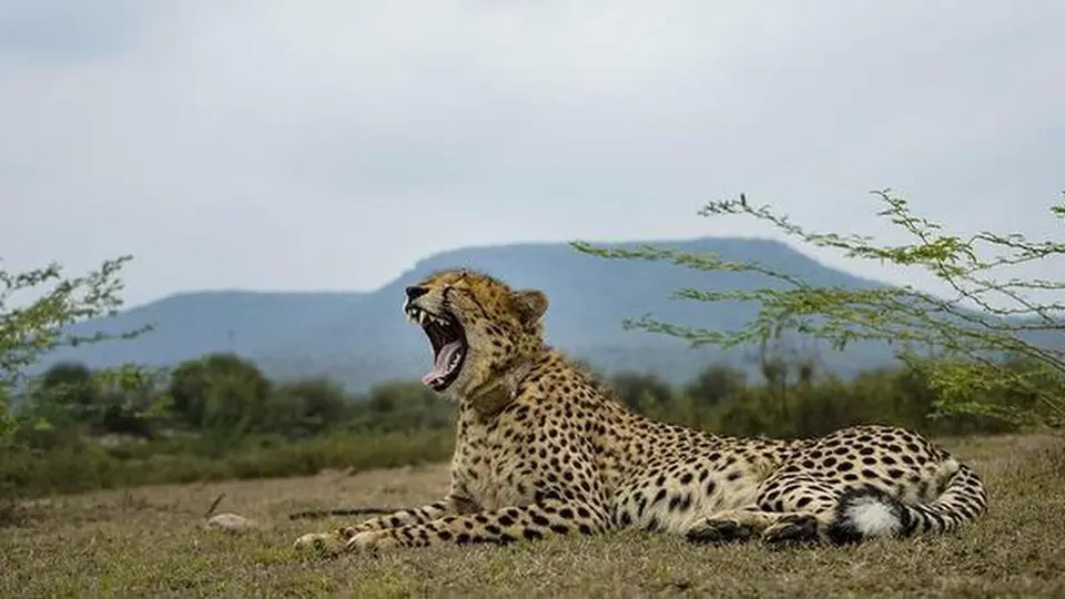 M.P. wildlife officials highlight Chambal region’s gun culture as probe into cheetah shooting goes on