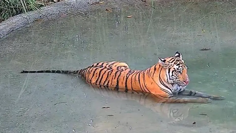 Tigress from Buxa reserve, recently relocated from Bihar, enters Assam