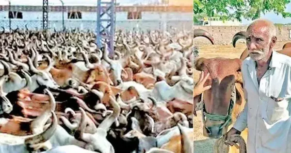 राजकोट : सौराष्ट्र में सूखे की आशंका के बीच संकट : 20 दिनों में 6 , 000 बैल सद्भावना आश्रम पहुंचे