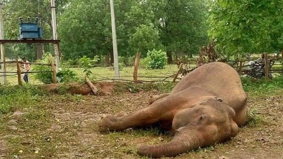 Wild elephant electrocuted in Chittoor district; Pawan Kalyan orders inquiry