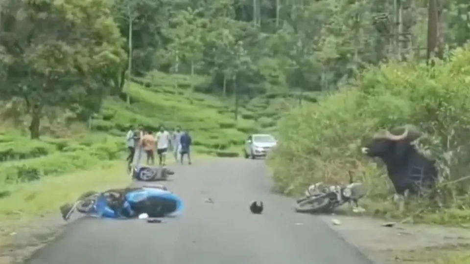 Tourists visiting Valparai cautioned to keep safe distance from wild animals moving along roads