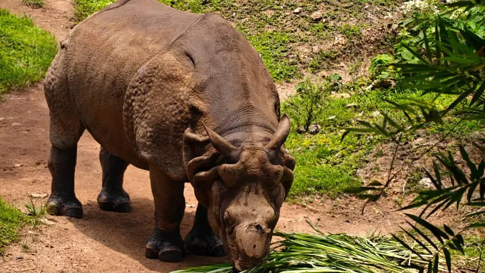 Jadu, lone rhino at Thiruvananthapuram zoo, dead