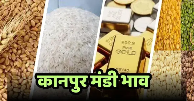 Kanpur Mandi Bhav : 21 Oct 2026 के गेहूं , दाल और सोने - चांदी के ताजा भाव - kanpur mandi bhav today 21 oct 2026 gold silver wheat price
