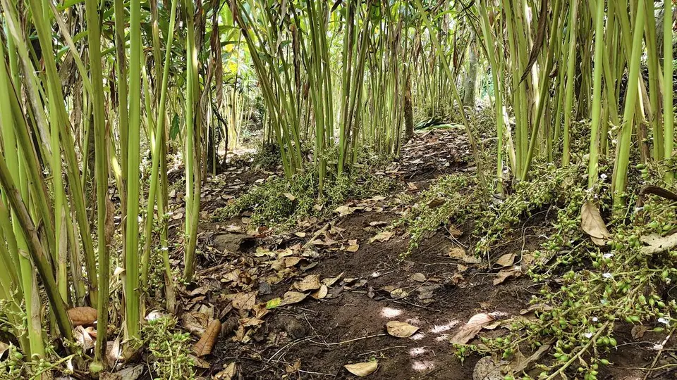 West Asia crisis triggers payment concern in Keralam’s cardamom sector