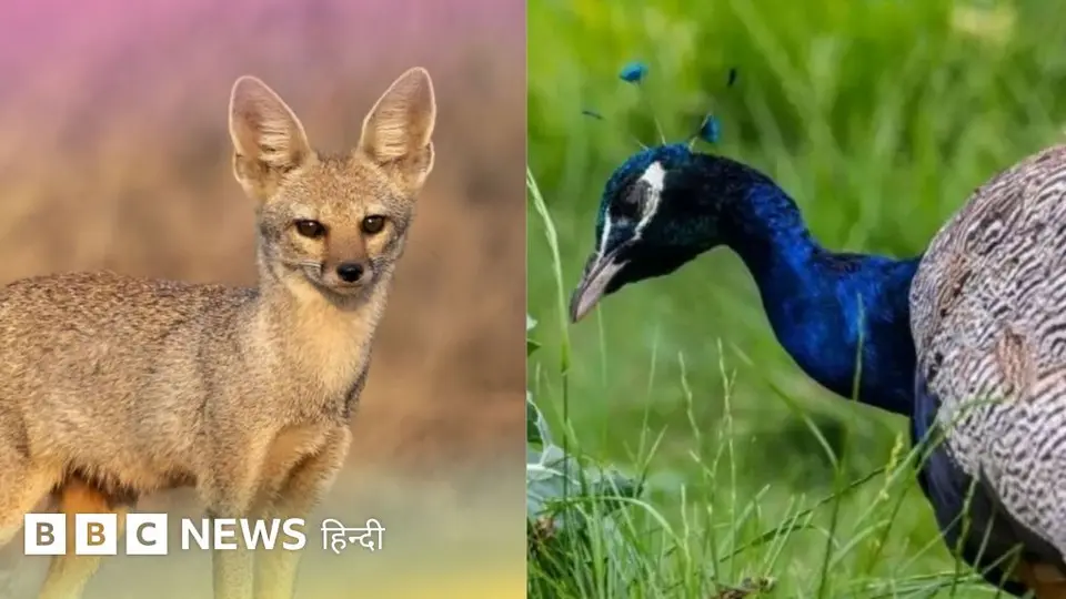 घट गईं लोमड़ियाँ लेकिन छह गुना बढ़ गए मोर, तमिलनाडु में ये बदलाव कैसे और क्यों आया?