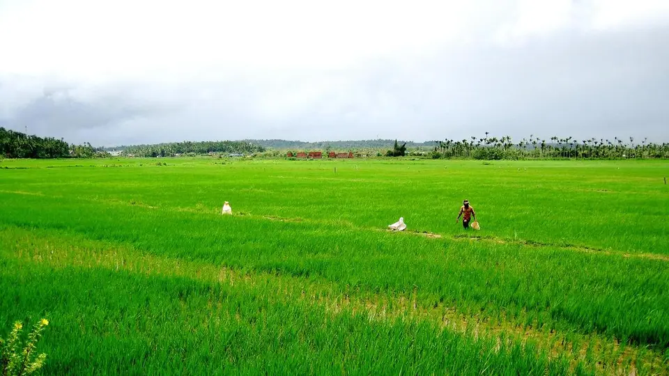 Greens oppose move to revive Cheekkalloor airstrip project in Wayanad