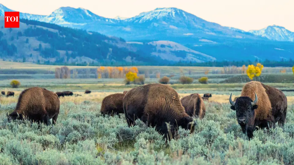 An energy company is giving Yellowstone National Park a record $105 million gift ; the money will fund conservation , student trips and a new visitor centre