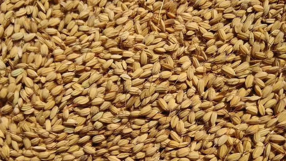 In Kashmir’s traditional rice, clues to a journey from East Asia